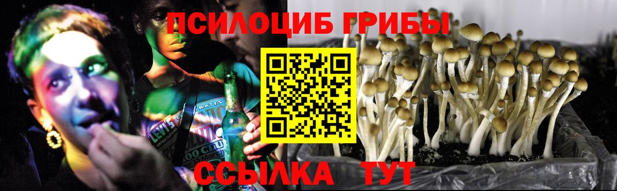 Псилоцибиновые грибы Psilocybine cubensis Новороссийск